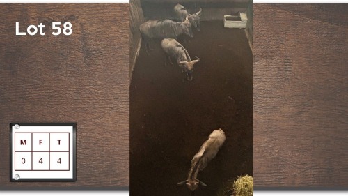 4X BLOUWILDEBEES V/F:4 (Per Piece to take the lot/Per stuk om lot te neem)