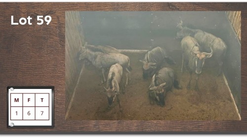 7X BLOUWILDEBEES M:1 V/F:6 (Per Piece to take the lot/Per stuk om lot te neem)