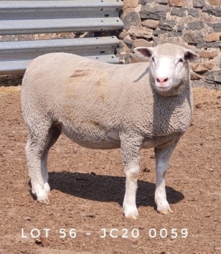 1X EWE JC200059 JANCOR IDF STOET