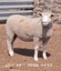1X EWE JC200059 JANCOR IDF STOET