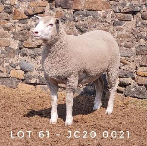 1X EWE JC200021 JANCOR IDF STOET