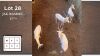 4X WIT BLESBOK M:4 (Per Piece to take the lot/Per stuk om lot te neem)