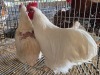 2 X CHICKEN ROOSTER & HEN NICOLAS CRAWFORD (Per animal to take the lot)