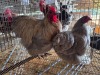 3 X CHICKEN ROOSTER & HEN NICOLAS CRAWFORD (Per animal to take the lot)
