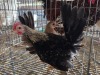 2 X CHICKEN ROOSTER & HEN NICOLAS CRAWFORD (Per animal to take the lot)