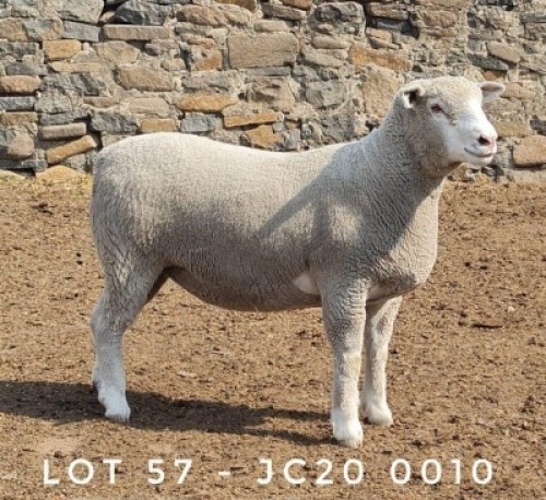 1X EWE JC200010 JANCOR IDF STOET
