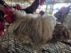 2 X CHICKEN ROOSTER & HEN NICOLAS CRAWFORD (Per animal to take the lot)