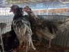 4 X CHICKEN ROOSTER & HEN NICOLAS CRAWFORD (Per animal to take the lot)
