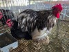 2 X CHICKEN ROOSTER & HEN NICOLAS CRAWFORD (Per animal to take the lot)