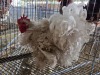 1 X CHICKEN ROOSTER NICOLAS CRAWFORD