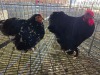 2 X CHICKEN ROOSTER & HEN NICOLAS CRAWFORD (Per animal to take the lot)