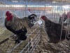 2 X CHICKEN ROOSTER & HEN NICOLAS CRAWFORD (Per animal to take the lot)