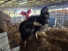 2 X CHICKEN ROOSTER & HEN NICOLAS CRAWFORD (Per animal to take the lot)