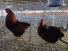 2 X CHICKEN ROOSTER & HEN NICOLAS CRAWFORD (Per animal to take the lot)