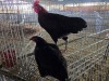 2 X CHICKEN ROOSTER & HEN NICOLAS CRAWFORD (Per animal to take the lot)