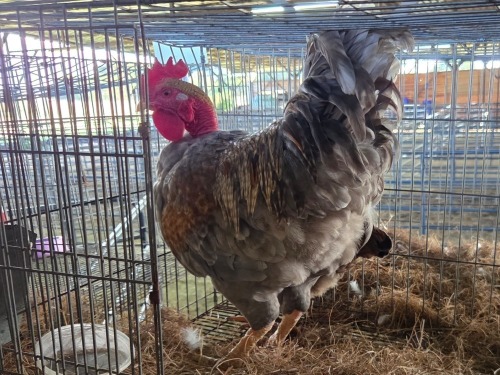 2 X CHICKEN ROOSTER & HEN NICOLAS CRAWFORD (Per animal to take the lot)