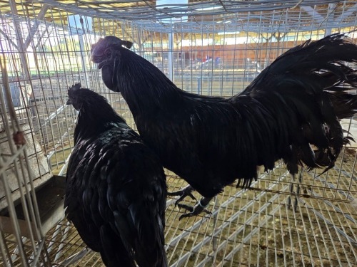 2 X CHICKEN ROOSTER & HEN NICOLAS CRAWFORD (Per animal to take the lot)