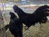 2 X CHICKEN ROOSTER & HEN NICOLAS CRAWFORD (Per animal to take the lot)