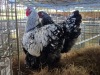 2 X CHICKEN ROOSTER & HEN NICOLAS CRAWFORD (Per animal to take the lot)