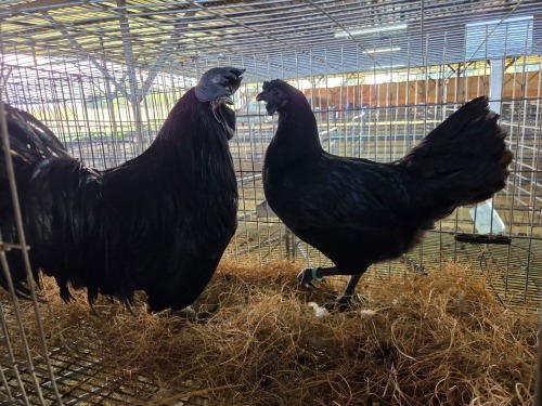 2 X CHICKEN ROOSTER & HEN NICOLAS CRAWFORD (Per animal to take the lot)