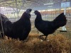 2 X CHICKEN ROOSTER & HEN NICOLAS CRAWFORD (Per animal to take the lot)