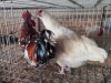 2 X CHICKEN ROOSTER & HEN TIEGERPOORT DORPERS (Per animal to take the lot)