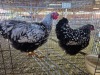 2 X CHICKEN ROOSTER & HEN NICOLAS CRAWFORD (Per animal to take the lot)