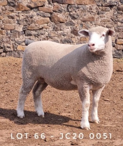 1X EWE JC200051 JANCOR IDF STOET