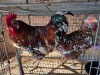 2 X CHICKEN ROOSTER & HEN TIEGERPOORT DORPERS (Per animal to take the lot)