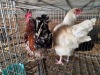 2 X CHICKEN ROOSTER & HEN TIEGERPOORT DORPERS (Per animal to take the lot)