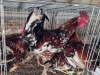 5 X CHICKEN ROOSTER TIEGERPOORT DORPERS (Per animal to take the lot)