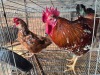 2 X CHICKEN ROOSTER & HEN TIEGERPOORT DORPERS (Per animal to take the lot)