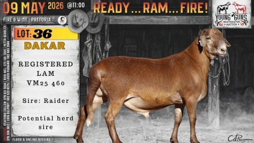 1 X MEATMASTER RECORDED RAM Vrede Meatmasters