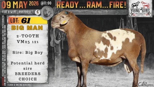 1 X MEATMASTER NOT RECORDED RAM Vrede Meatmasters