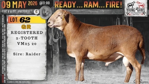 1 X MEATMASTER RECORDED RAM Vrede Meatmasters