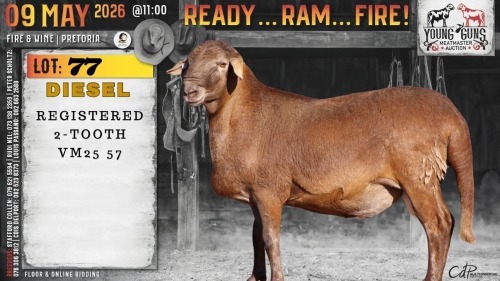 1 X MEATMASTER RECORDED RAM Vrede Meatmasters