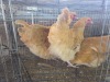 3 X CHICKEN ROOSTER & HEN OOSI OOSTHUIZEN (Per animal to take the lot)