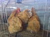 3 X CHICKEN ROOSTER & HEN OOSI OOSTHUIZEN (Per animal to take the lot)