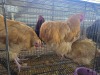 3 X CHICKEN ROOSTER & HEN OOSI OOSTHUIZEN (Per animal to take the lot)