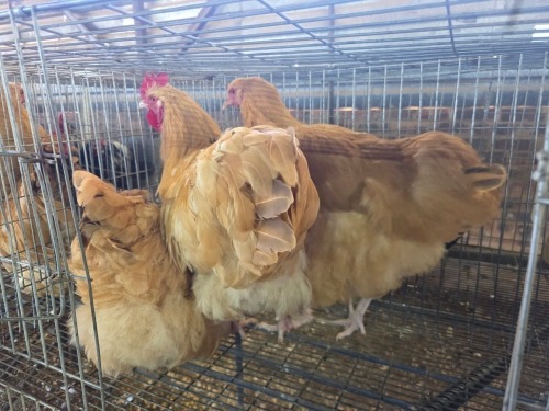 3 X CHICKEN ROOSTER & HEN OOSI OOSTHUIZEN (Per animal to take the lot)