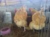3 X CHICKEN ROOSTER & HEN OOSI OOSTHUIZEN (Per animal to take the lot)