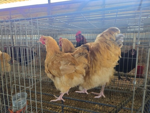3 X CHICKEN ROOSTER & HEN OOSI OOSTHUIZEN (Per animal to take the lot)
