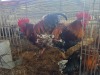 3 X CHICKEN ROOSTER OOSI OOSTHUIZEN (Per animal to take the lot)