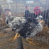 3 X CHICKEN ROOSTER & HEN PIET RADEBE (Per animal to take the lot)