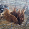 8 X CHICKEN MIX PIET RADEBE (Per animal to take the lot)