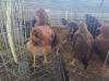 5 X CHICKEN MIX PIET RADEBE (Per animal to take the lot)