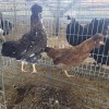 2 X CHICKEN HEN PIET RADEBE (Per animal to take the lot)