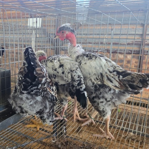 3 X CHICKEN MIX PIET RADEBE (Per animal to take the lot)