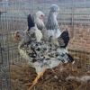 3 X CHICKEN MIX PIET RADEBE (Per animal to take the lot)