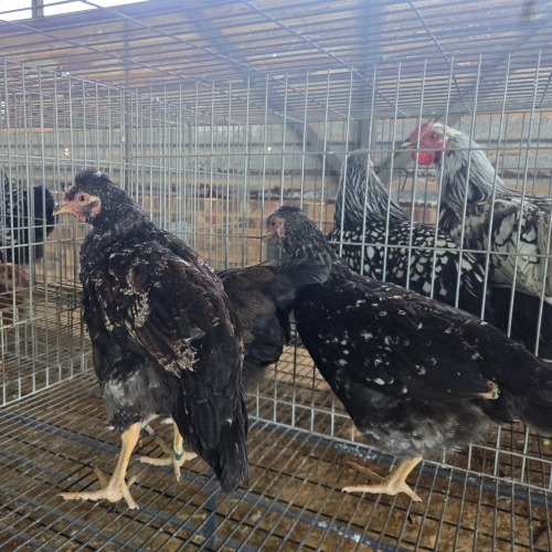 3 X CHICKEN MIX PIET RADEBE (Per animal to take the lot)